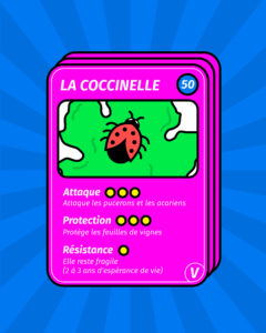 coccinelle vigne