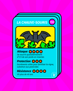 chauve-souris vigne